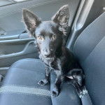 Un Schipper Chi assis sur le siège d'une voiture et regardant vers la caméra 