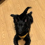 Un Schipper Chi allongé sur un plancher et portant un harnais 