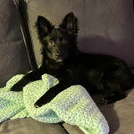 Un Schipper Chi allongé sur un canapé et regardant vers la caméra 