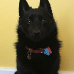 Un Schipper Chi regardant vers la caméra et portant un collier autour du cou