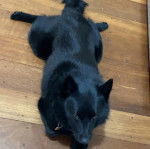 Un Schipper Chi allongé sur un plancher et portant un collier autour du cou