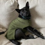 Un Schipper Chi assis sur un canapé et portant un habit pour chien 