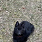 Un Schipper Chi allongé sur un terrain herbeux et portant un collier autour du cou