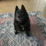 Un Schipper Chi assis sur un tapis et portant un collier autour du cou