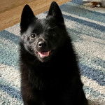 Un Schipper Chi assis sur un tapis et ayant la gueule légèrement ouverte 