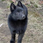 Un Schipper Chi sur une surface herbacée et semblant détendu 