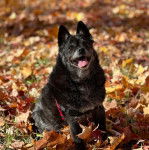Un Schipper Chi tirant la langue et portant un harnais