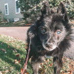 Un Schipper Chi sur une surface herbacée et qui est tenu en laisse 