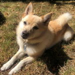 Un Schipper Chi sur une surface herbacée et portant un collier autour du cou