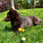 Un Schipper Chi allongé sur un terrain herbeux et portant un collier autour du cou