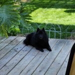 Un Schipper Chi allongé sur un plancher et regardant vers la caméra 