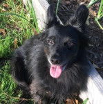 Un Schipper Chi assis sur un terrain herbeux et tirant la langue 