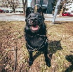 Un Schipper Chi sur une surface herbacée et qui est tenu en laisse 