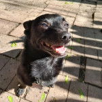 Un Schipper Chi assis sur un sol pavé et portant un collier autour du cou