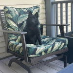 Un Schipper Chi assis dans un fauteuil et regardant vers la caméra 