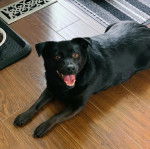 Un Schipper Chi allongé sur un plancher et ayant la gueule légèrement ouverte 