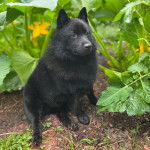 Un Schipper Chi assis et semblant détendu 