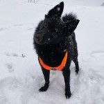 Un Schipper Chi sur une surface enneigée et portant un harnais 