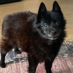 Un Schipper Chi sur un tapis et regardant vers la caméra 