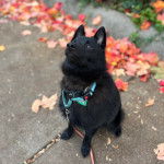Un Schipper Chi assis sur une surface bétonnée et qui est tenu en laisse 