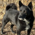 Un Schipper Chi sur une surface herbacée et portant un collier autour du cou