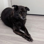 Un Schipper Chi allongé sur un sol carrelé et regardant vers la caméra