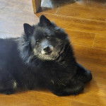 Un Schipper Chi allongé sur un plancher et semblant détendu 