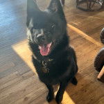 Un Schipper Chi tirant la langue et portant un collier autour du cou