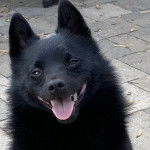 Un Schipper Chi assis sur un sol pavé et tirant la langue 