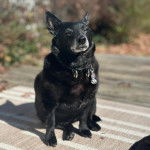 Un Schipper Chi assis sur un tapis et portant un collier autour du cou 