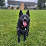 Un Schipper Chi sur une surface herbacée et ayant la langue pendante 