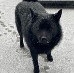 Un Schipper Chi sur une surface enneigée et regardant vers la caméra 