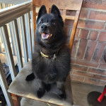 Un Schipper Chi assis sur une chaise et portant un collier autour du cou