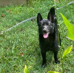 Un Schipper Chi sur une surface herbacée et tirant la langue 