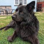 Un Schipper Chi sur une surface herbacée et semblant détendu