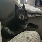 Un Schipper Chi allongé sur un canapé et regardant vers la caméra