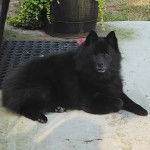 Un Schipper Chi allongé sur une surface bétonnée et regardant vers la caméra