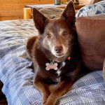 Un Schipper Chi allongé sur un lit et portant un collier autour du cou