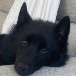 Un Schipper Chi allongé et regardant vers la caméra 