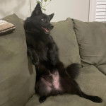 Un Schipper Chi assis sur un canapé et semblant détendu 