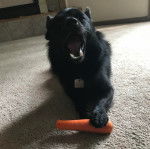 Un Schipper Chi portant un collier autour du cou et ayant une patte posée sur une carotte 