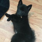 Un Schipper Chi allongé sur un plancher et portant un collier autour du cou