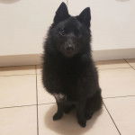 Un Schipper Chi assis sur un sol carrelé et regardant vers la caméra 