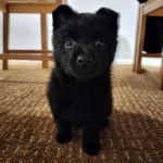 Un chiot Schipper Chi sur un tapis 