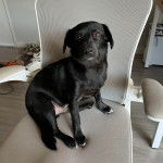 Un Schipper Chi assis sur une chaise et regardant vers la caméra 