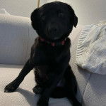 Un Schipper Chi assis sur un canapé et portant un collier autour du cou