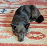 Un Schipper Chi allongé sur un tapis et regardant vers la caméra  