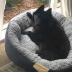 Un Schipper Chi allongé dans un panier et regardant vers la caméra 