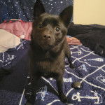 Un Schipper Chi sur un lit et regardant vers la caméra