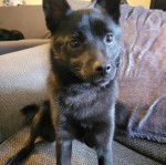 Un Schipper Chi assis sur un canapé